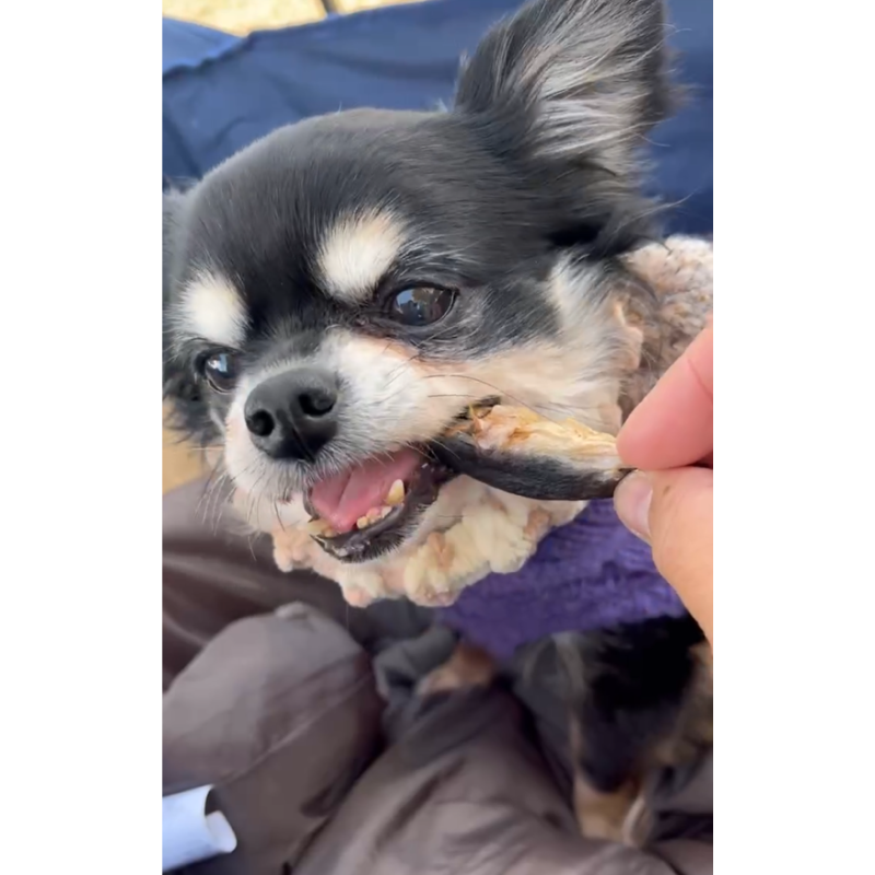 わんのはな うなぎのお頭焼き