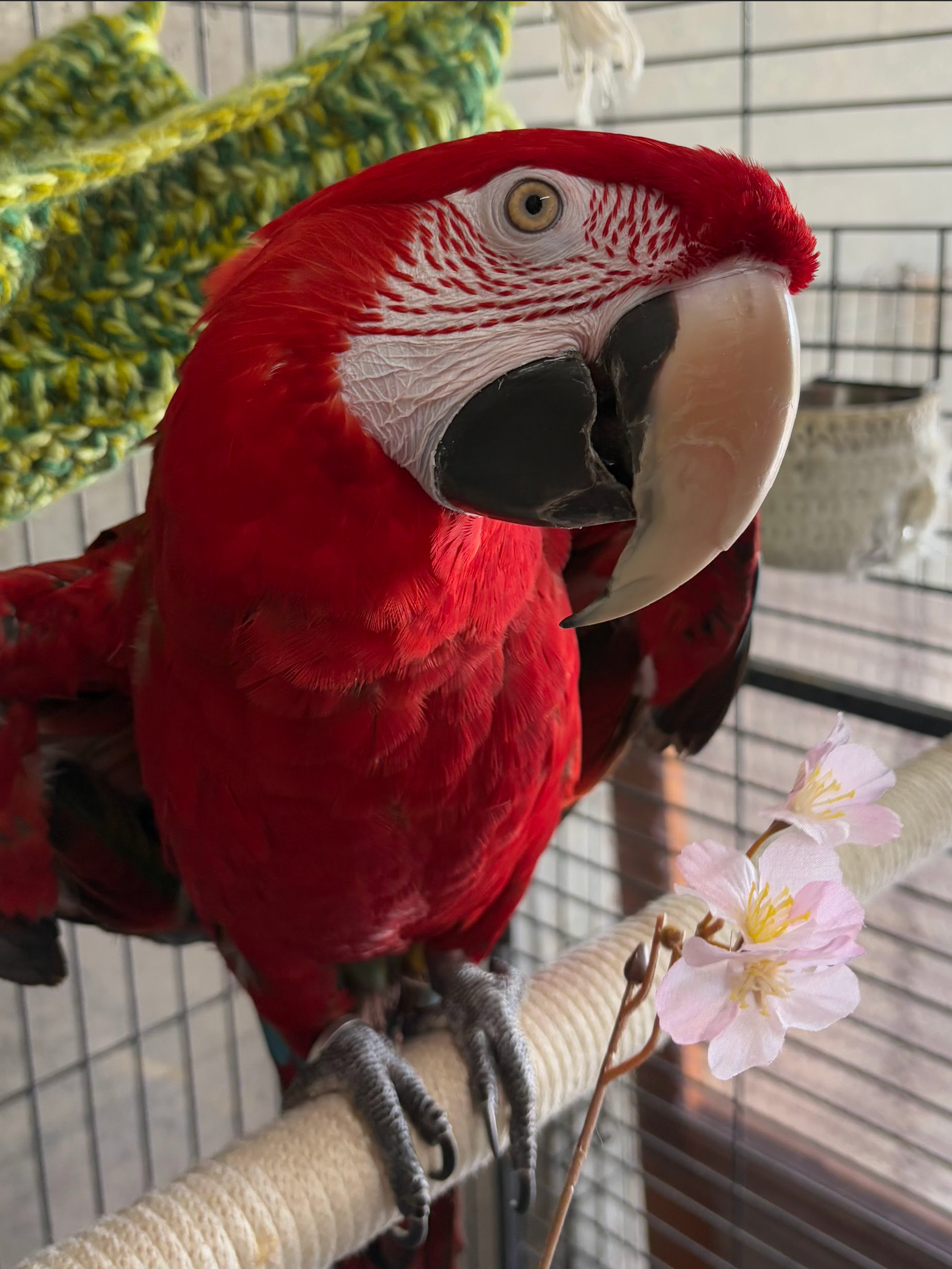 犬用シャンプー 低刺激タイプ！！