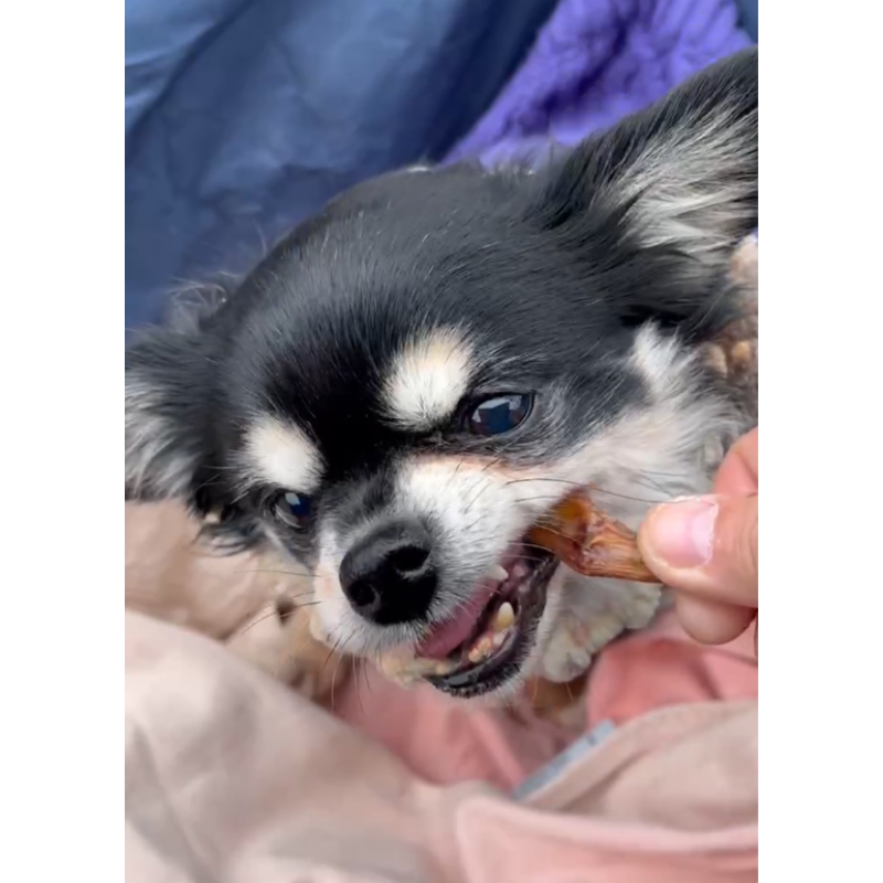 わんのはな 京鴨手羽先